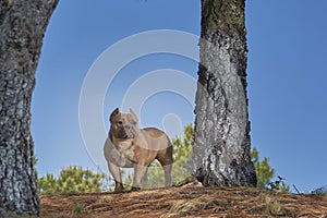 Brown dog lurking in open field