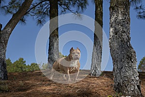 Brown dog lurking in open field