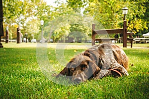 Brown dog lying alone on grass waiting for owner, hunting gun dog