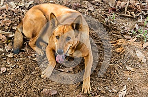 Brown dog is lying on a damp area.