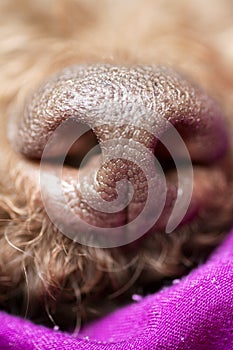 Brown dog nose macro portrait lagotto romagnolo fifty megapixels high quality