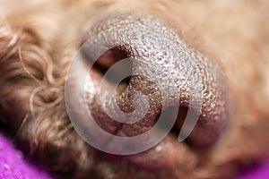 Brown dog nose macro portrait lagotto romagnolo fifty megapixels high quality