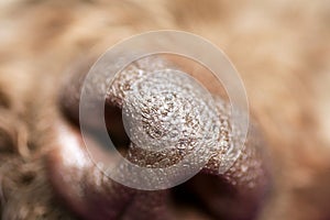 Brown dog nose macro portrait lagotto romagnolo fifty megapixels high quality