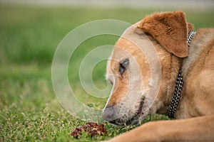 Brown dog playing with cone