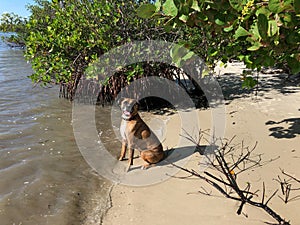 brown dog playing on the shore of the beach