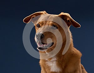Dog in profile turning head toward camera