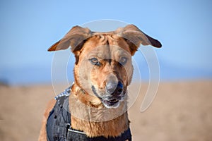 Brown dog posing with devil face in the beach