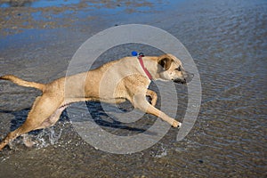 Brown dog with red collar running in the water