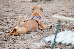 Brown dog relaxing in the sand