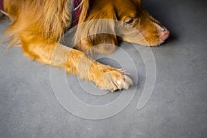 Brown dog resting on concrete floor