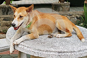 Brown Dog Resting On Marble Table