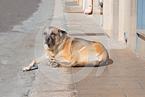 A brown dog resting on the sidewalk