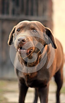 Brown Dog retriever