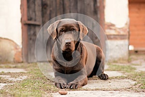 Brown Dog retriever