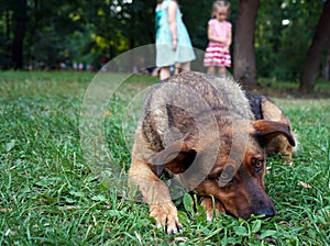 Brown dog with sad eyes lying on the grass