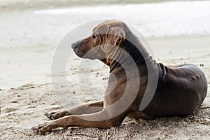 Brown dog on sand at the beach