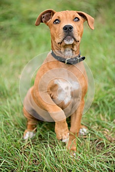 Brown dog sat on grass