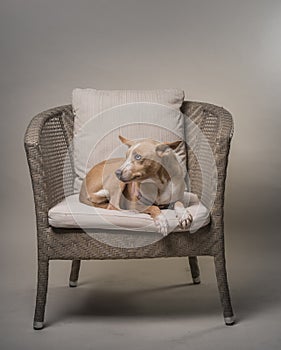 A dog on seating on a chair