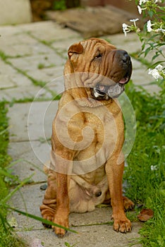 Brown dog sharpei