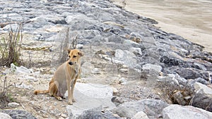 Brown dog sit on beach