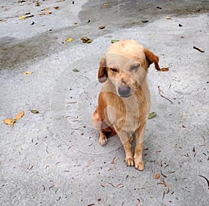 Brown dog sit and close your eyes on the cement floor