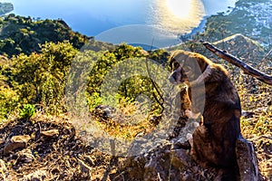 Brown dog sits on rock overlooking Lake Atitlan, Guatemala