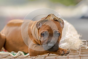 Brown dog sits to take photographs ,