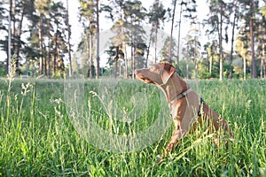 Brown dog sits in the woods on the grass and looks to the side. Portrait of a dog in the fresh air in the park