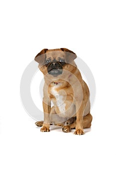 Brown dog sitting against high key background