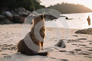 Brown dog  sitting alone on the beach alone.