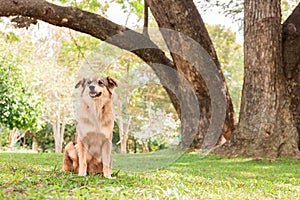 brown dog sitting in the garden.