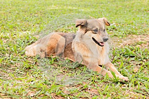 brown dog sitting in the garden.