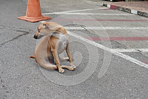 brown dog sitting and look behind on cement road background, animal