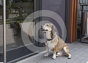 Brown dog sitting near the glass door of the cafe