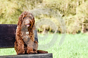 Brown dog sitting on a park bench outdoors in the sun while resting