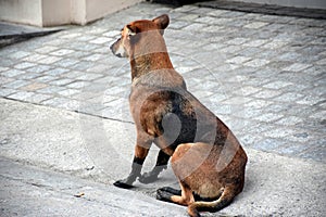 A brown dog is sitting waiting.