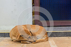 Brown dog sleep in front of the door