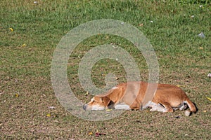 The brown dog sleep on the grass