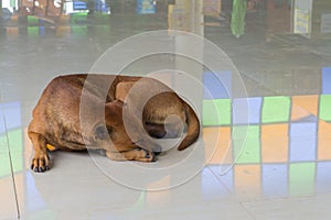 Brown dog sleep on the ground