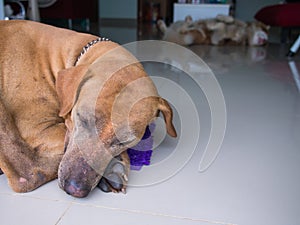 Brown Dog Sleep Peacefully , and The Back Sleeping Happily