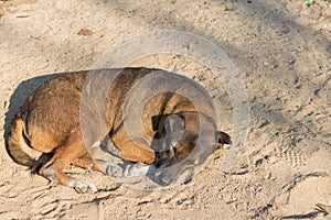 The brown dog sleep on the sand