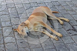 The brown dog sleep on the walkway