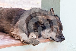 Brown dog sleeping