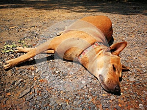 a brown dog sleeping on a floor