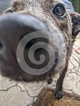 Brown dog with smart look sniffing camera objective blurry nose