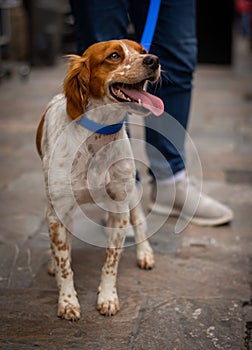 A brown dog is smiling outside