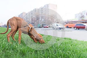 brown dog sniffs green grass against the background of the city. walk of a beautiful young dog in the city