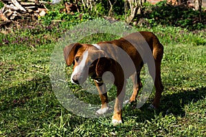 Brown dog stands on a meadow, curiously looking with its head slightly tilted