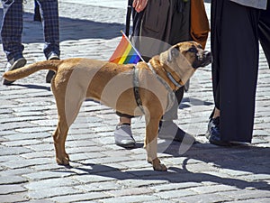 A brown dog takes part in the annual gay parade of the LGBT community with a bright scarf around his neck.