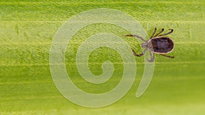 Brown dog tick close-up. Green leaf texture. Rhipicephalus sanguineus. Ixodida photo